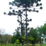 Araucária é a árvore símbolo do Paraná