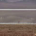 Flamingo a 4.500m de altitude