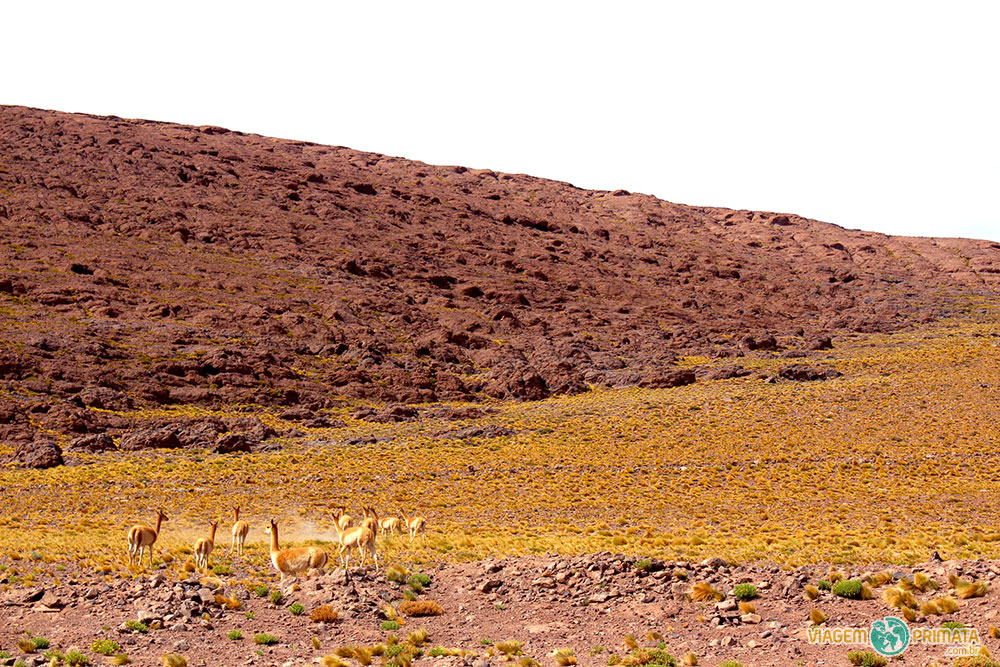 Vicunhas no caminho entre Piedras Rojas e Lagunas Altiplânicas, no Atacama