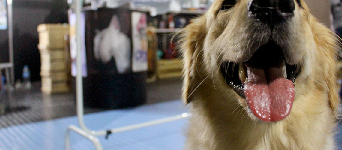 Parque de diversão para cachorros Pet&Play invade shoppings de SP