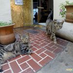 Gatos no Red Llama Eco Hostel em Lima
