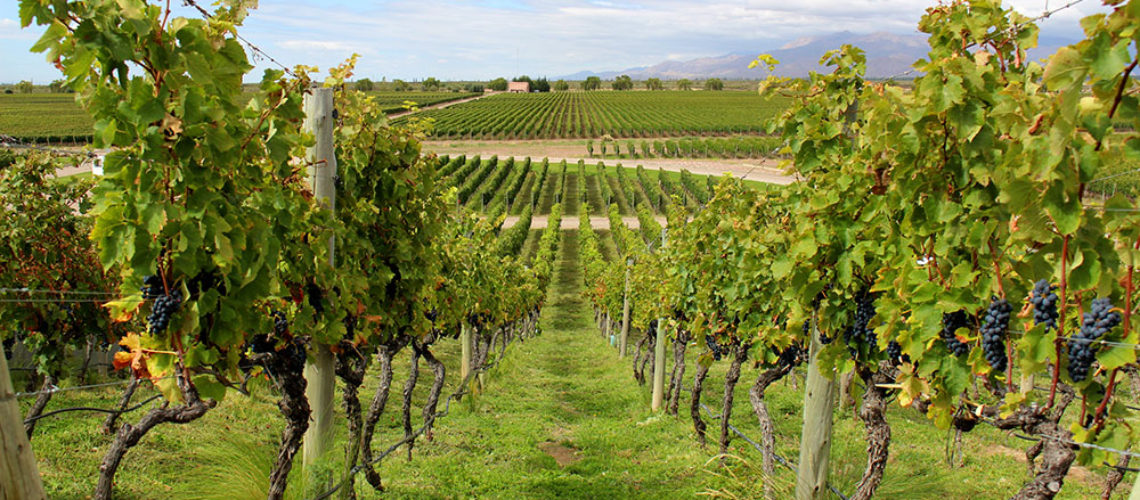 Mendoza, a capital do vinho na Argentina 🍷