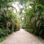 Turismo em Metrópole: Túnel de palmeiras na entrada de Inhotim - Foto: Clovis Casemiro