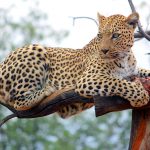 Lewa, a leopardo fêmea da AfriCat Foundation, na Namíbia