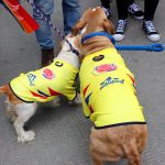 Os cachorríneos são presença certa na Marcha LGBT de Bogotá