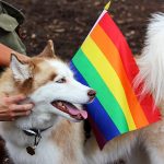 Teve cachorro lindão com bandeira LGBT+