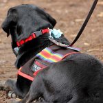 Cachorro de serviço "serviçando" na Pride