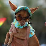 Tem cachorríneos na Parada LGBT+ de Fort Laduderdale