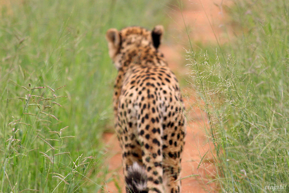 Cheetah, um dos animais mais emblemáticos da África, andando junto com nosso carro