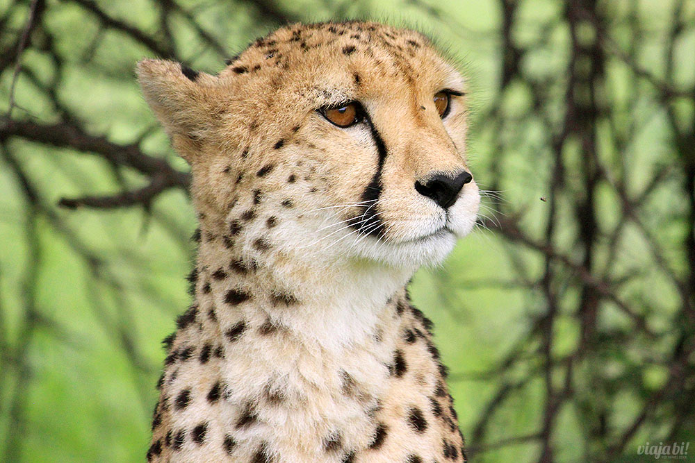 Cheetah, um dos animais mais emblemáticos da África, na AfriCat Foundation, na Namíbia