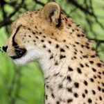 Cheetah, um dos animais mais emblemáticos da África, na AfriCat Foundation, na Namíbia