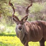 Kudu, um dos maiores e mais bonitos antílopes na Namíbia, África