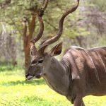 Kudu, um dos maiores e mais bonitos antílopes na Namíbia, África