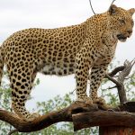 Lewa, a leopardo da AfriCat Foundation, na Namíbia, África