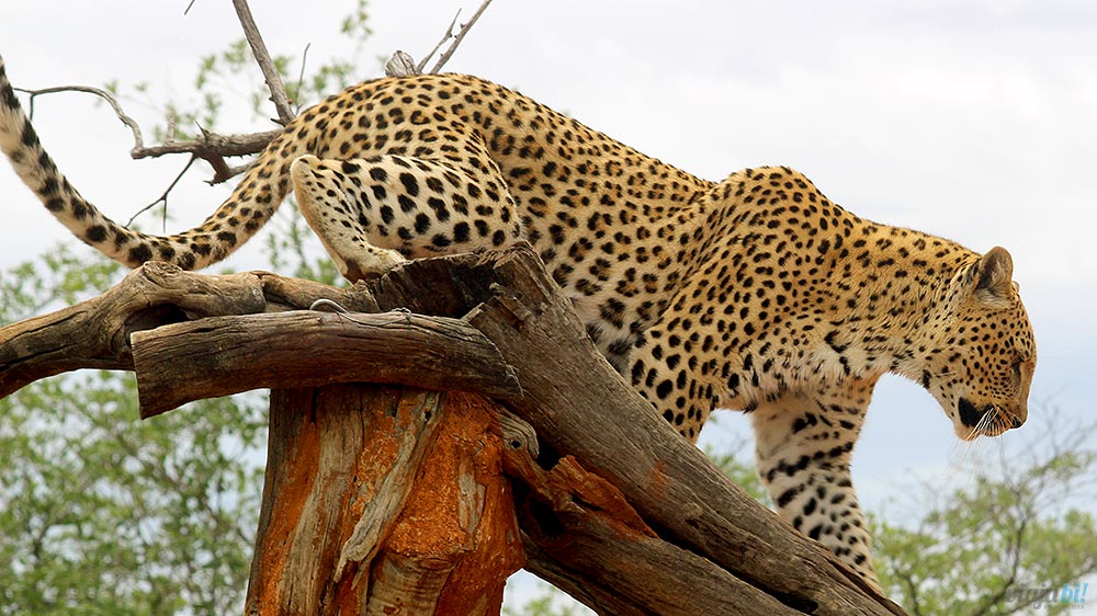 Lewa, a leopardo da AfriCat Foundation, na Namíbia, África