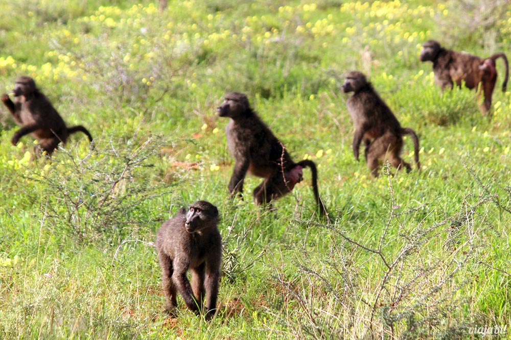 Macacos babuínos avistados na Okonjima Nature Reserve, na Namíbia, África
