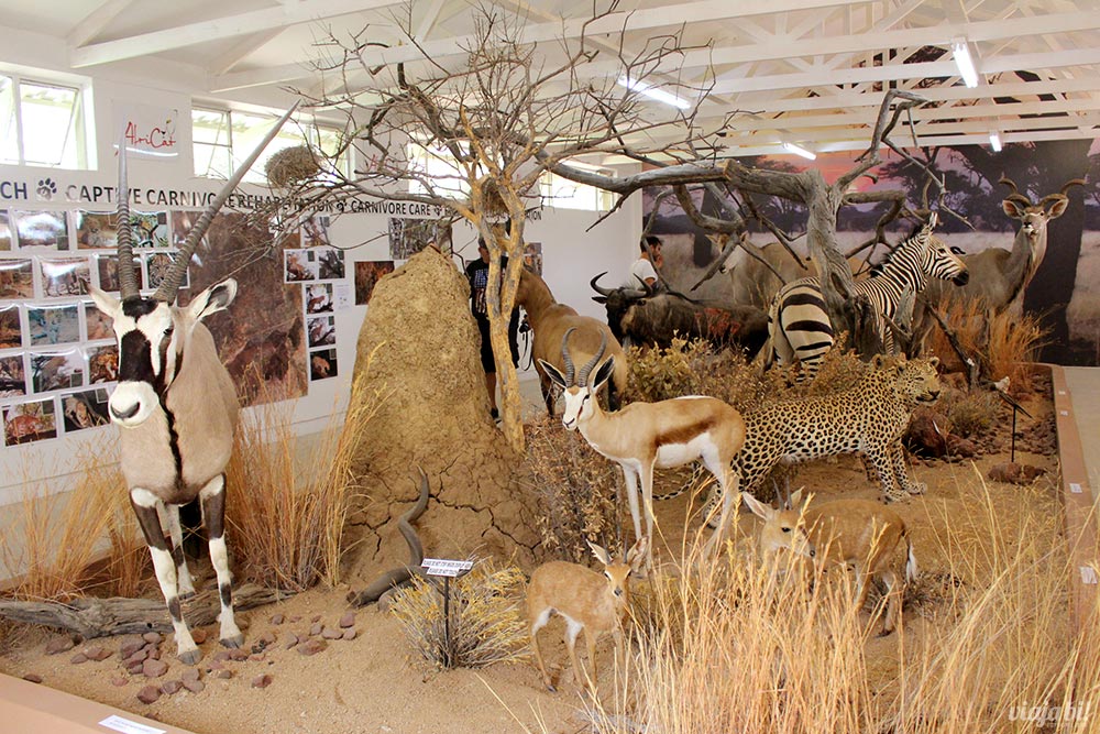 Dentro da reserva, há um pequeno museu com animais empalhados