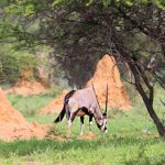 O oryx é um dos animais característicos da Namíbia
