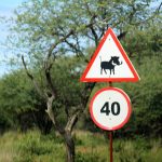 Javali na placa de trânsito na Namíbia, África