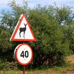 Antílope na placa de trânsito na Namíbia, África