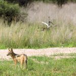Raposa na Okonjima Nature Reserve, na Namíbia, África