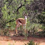 Springbok na reserva Okonjima, na Namíbia, África