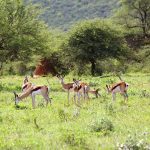 Springboks na reserva Okonjima, na Namíbia, África