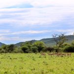 Springboks entre a entrada da reserva Okonjima e a recepção da AfriCat, na Namíbia, África